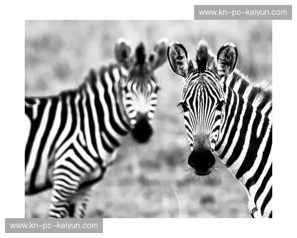 巅峰之约：当黑白斑马重逢红蓝巨人，谁能在欧陆之巅完成最后的救赎？